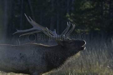 Wapiti bellowing in the national park of Yellowstone United States