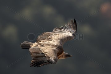 Eurasian griffon vulture flying