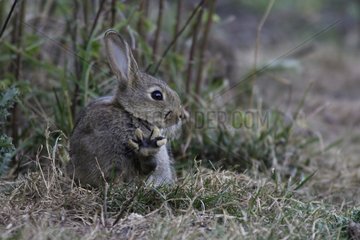 Young Wild rabbit grooming itself in the twilight France