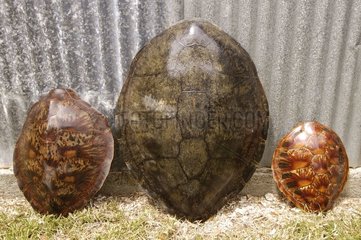 Carapaces de tortues marines chez un braconnier