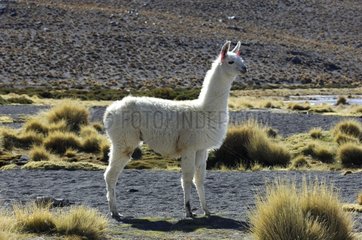 Lama in the PN Eduardo Abaroa south west of Bolivia