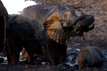African elephants covered with mud NP Chobe Botswana