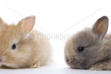 Young domestic rabbits France