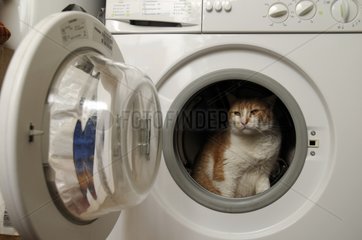Weibliche europÃ¤ische Katze in einer Waschmaschine Frankreich
