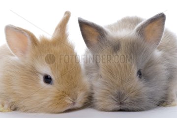 Portrait of Young domestic rabbits France