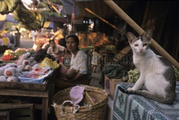 Cat sitting at the market Burma