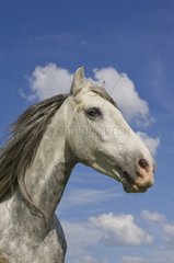 Portrait of a grey horse Pura Raza Espanola