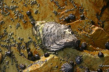 Pazifische Auster und andere Muscheln auf einem Felsenfrankreich