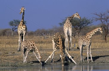 Giraffes and their babies drinking in a pond Waza Cameroon
