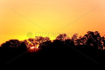 Sunset over a forest NP Kruger South Africa