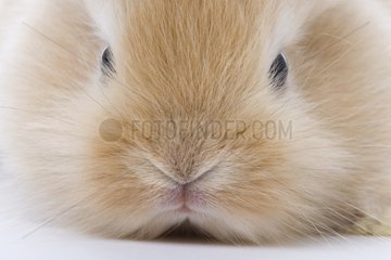 Portrait of Young domestic rabbit France