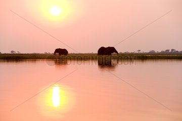 African elephants at sunset NP Chobe Botswana