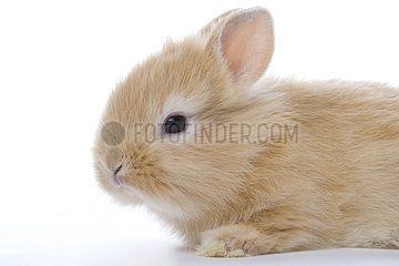 Young domestic rabbit France