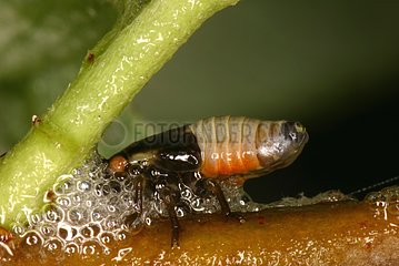 Homoptere larva Moeraske Reserve Belgium