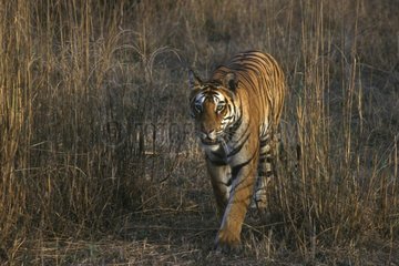 Tigre femelle à l'affût dans hautes herbes Bandhavgarh Inde