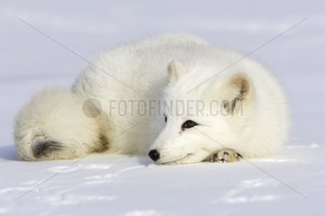 Arctic fox lying on the snow in the United States