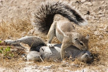 South African ground squirrels washing themself Etosha NP