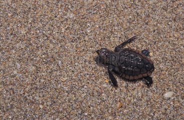 Jeune tortue caouanne Floride USA