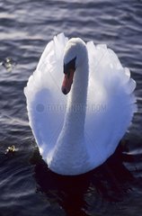 Mute swan in a pond France