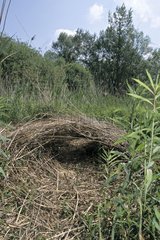 Nest aus Wildschwein Frankreich