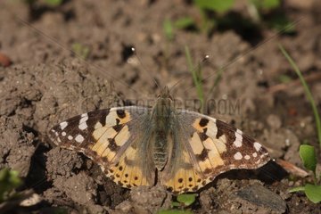 Painted-lady migrating resting ground Dinan Côtes-d'Armor