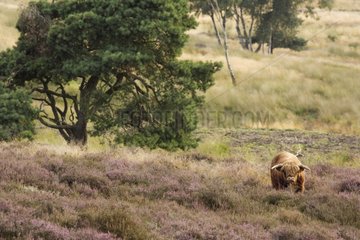 Highland Cow Reserve Mookerheyde Niederlande