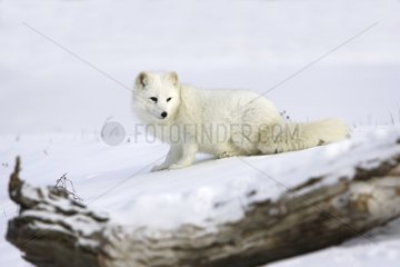 Renard polar on a rock in the United States