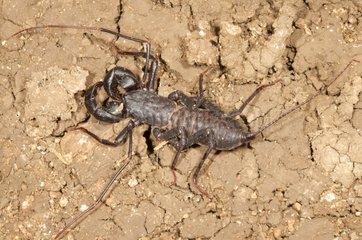 Whip scorpion Dominican republic