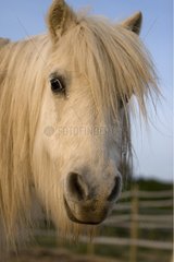 Portrait of a white curious Horse Provence