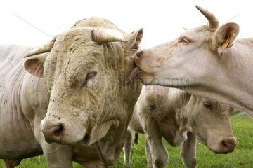 Charolais cow licking a Bull Burgundy France