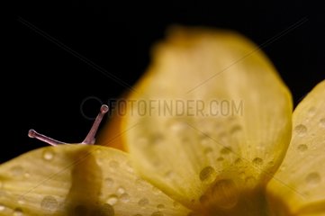 Schnecke auf einer Blume Frankreich versteckt