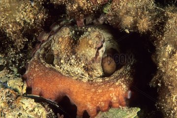 PortrÃ¤t eines mediterranen Oktopus -Antibes Frankreich