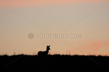 Silhouette of female roe deer at dusk Vosges France
