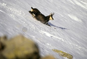 Chamois running in the snow Mercantour National Park