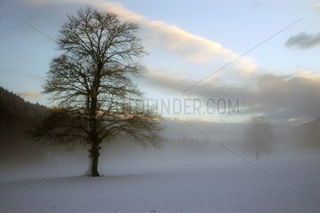 Frost-covered tree in mist Massif des Bauges Savoie