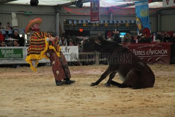 Show with a donkey - Equestrian France