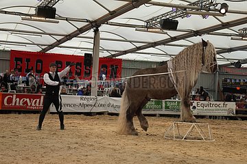 Show with a Percheron Horse - Equestrian France