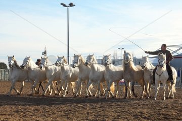 Training Horses Camargue - France Equestrian