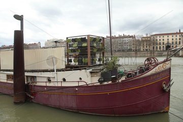 Dog on a barge docked - Lyon France