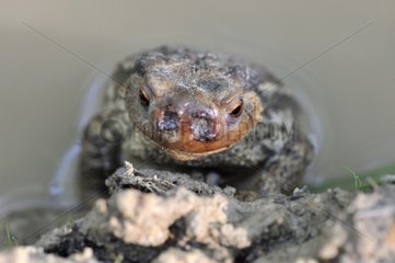 Common toad parasitized by Lucilie larvae - France
