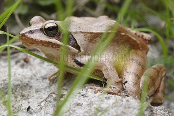 Grass frog roadside - France