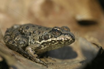 Young Lowland Frog on dead leaf - France