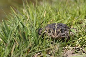 Lowland Frog on grass - France