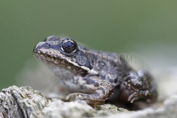 Young Lowland Frog on stump - France