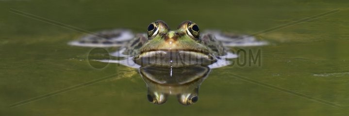 Portrait of Lowland frog in a pond - France