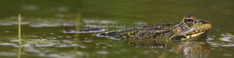 Lowland frog in a pond - France