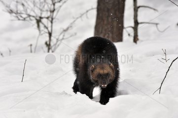 Wolverine  der in Schweden im Schnee geht