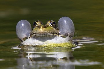 Portrait of male Lowland frog in a pond - France