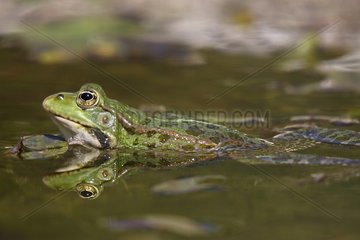 Lowland frog swimming in a pond - France