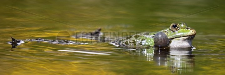 Male Lowland frog swimming in a pond - France